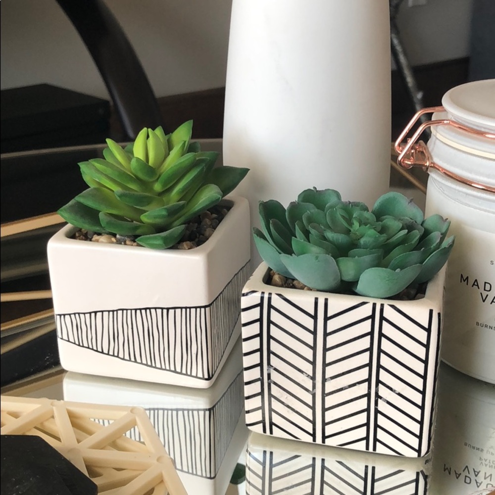 Succulents